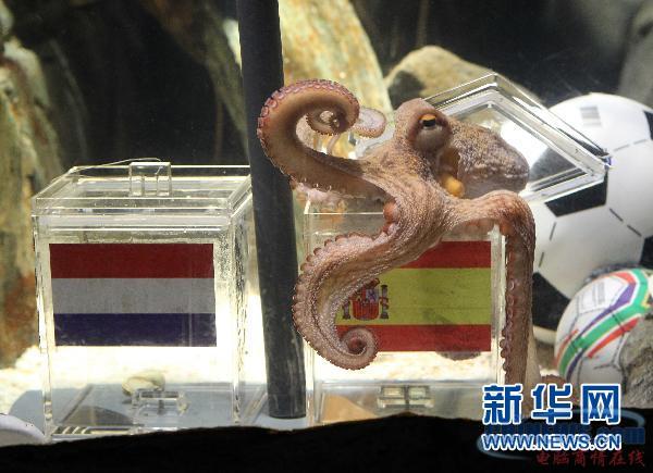 章鱼保罗决赛预测